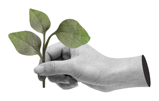 A hand holding a plant