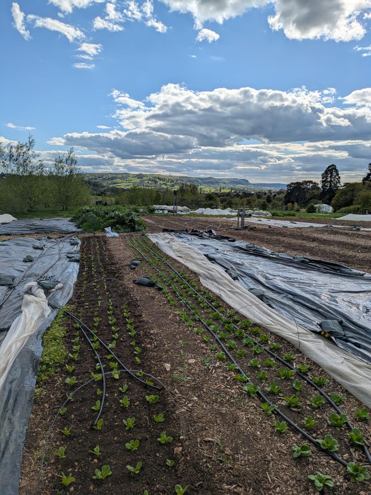 Zerodig Farm