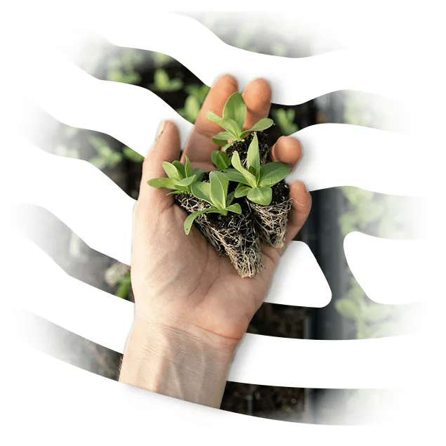 A hand that is holding soil and plants. White waving lines behind and a background of plants.